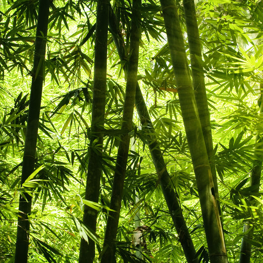 Leinwandbild Bambuswald Grün Schwarz 50x50 DD123265 Keilrahmen Wandbild Leinwand