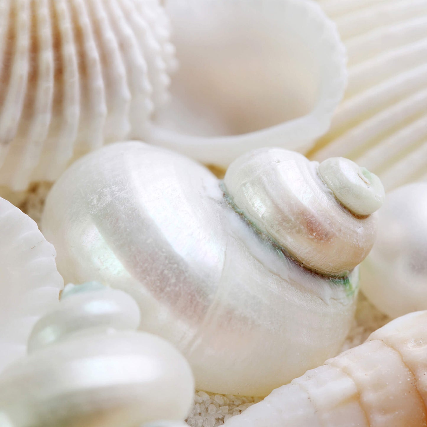 Leinwandbild Muscheln Beige Weiß 50x50 DD123268 Keilrahmenbild Wandbild