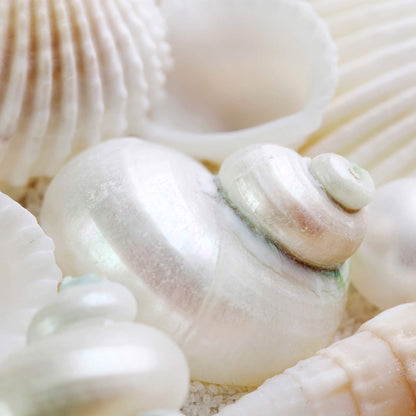 Leinwandbild Muscheln Beige Weiß 50x50 DD123268 Keilrahmenbild Wandbild