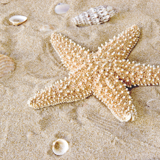 Leinwandbild Seestern Beige 50x50 DD123269 Keilrahmen Wandbild Leinwand