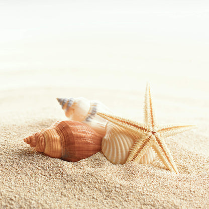 Leinwandbild Muscheln Beige Braun 50x50 DD123270 Keilrahmenbild Wandbild