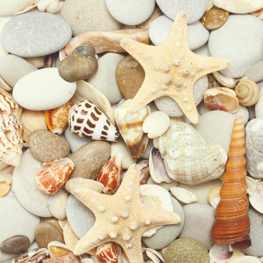 Leinwandbild Muscheln Beige 50x50 DD123273 Keilrahmenbild Wandbild Natur